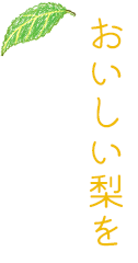 おいしい梨を